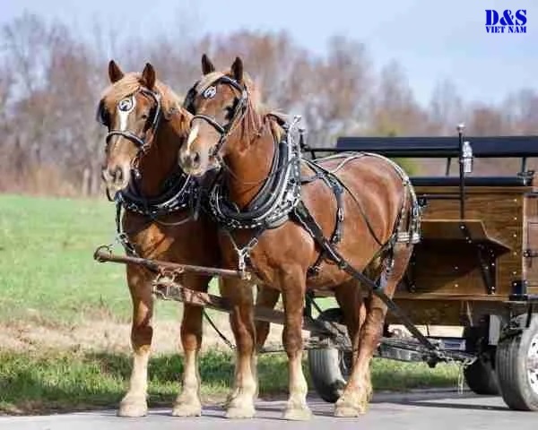 1hp bằng bao nhiêu btu?1hp bằng bao nhiêu kW lạnh?